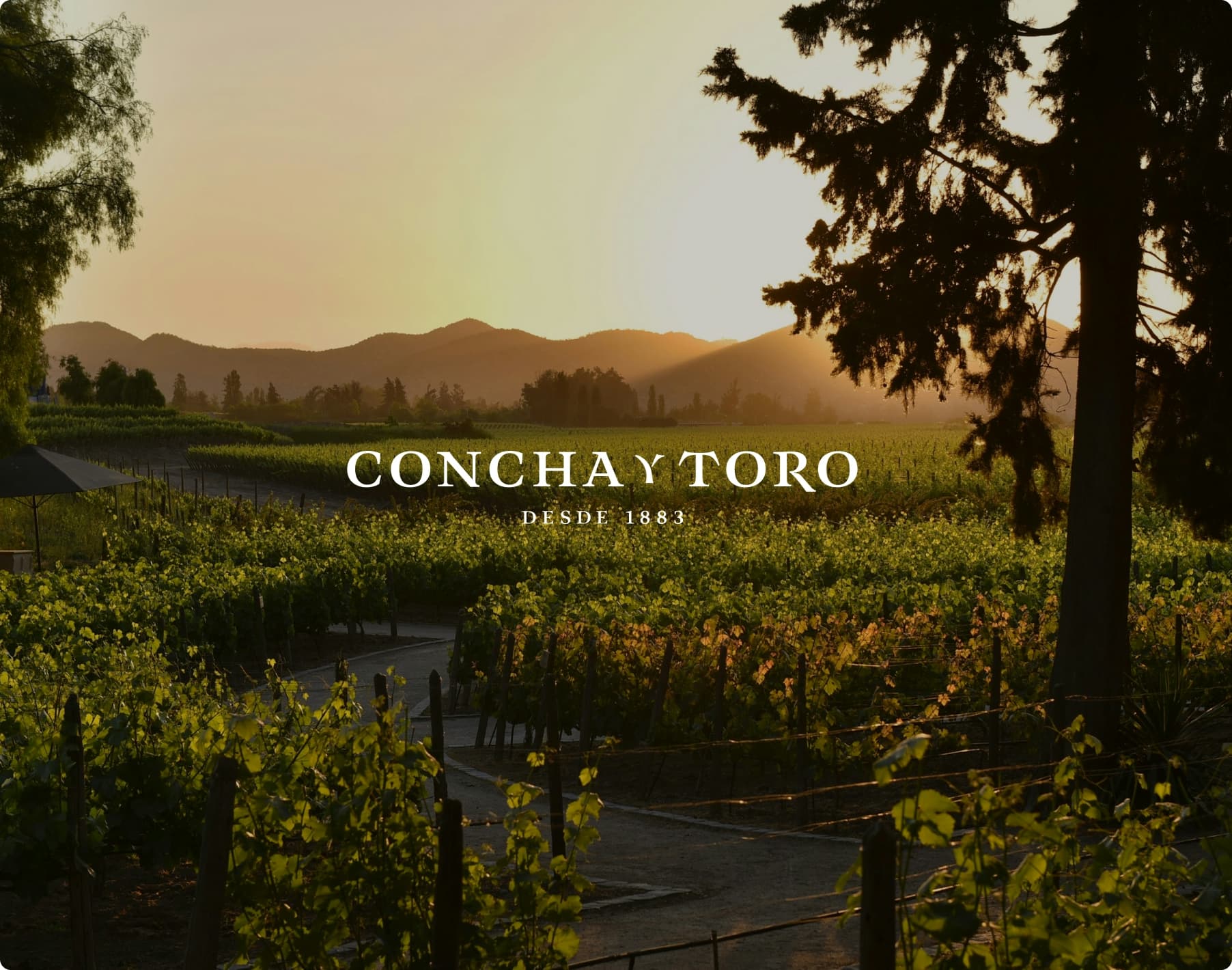 Concha y Toro